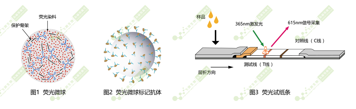 時間分辨熒光納米微球標記技術(shù)